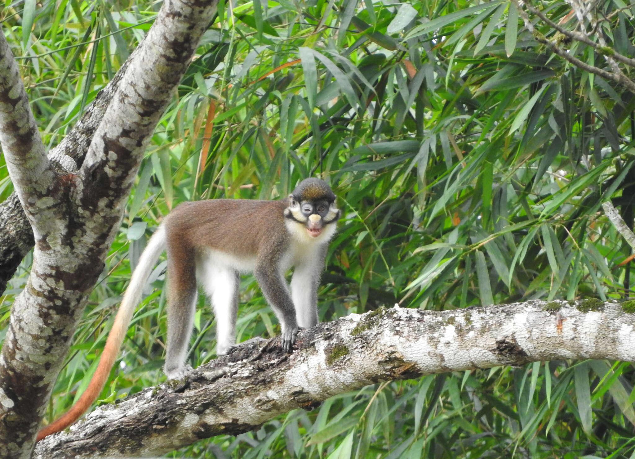 Image of Cercopithecus ascanius whitesidei Thomas 1909