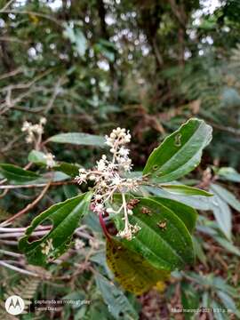 Sivun Miconia glaberrima (Schltdl.) Naud. kuva