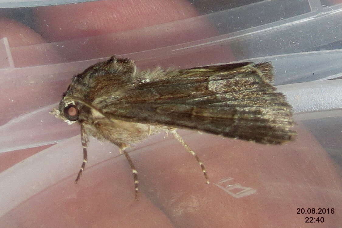 Image of straw underwing