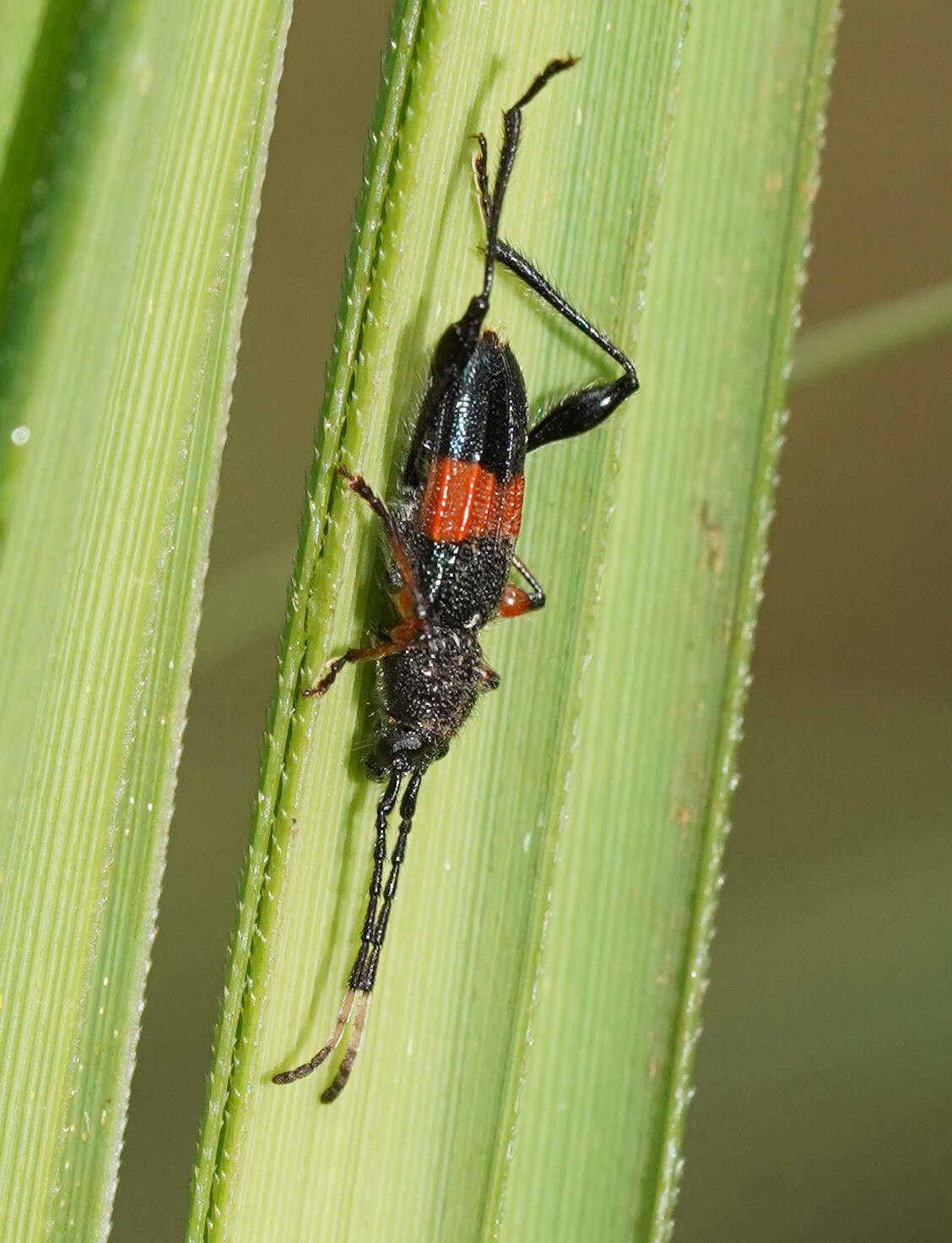 Image of Obrida fascialis (White 1846)