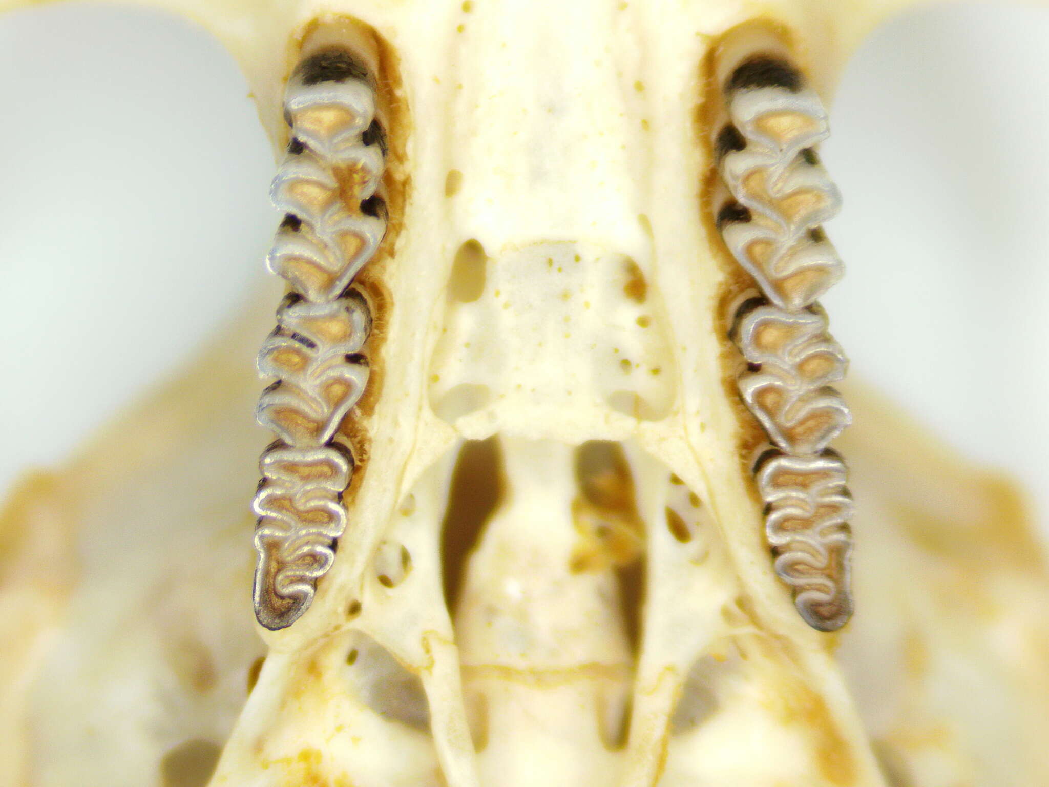 Image de Campagnol Boréal