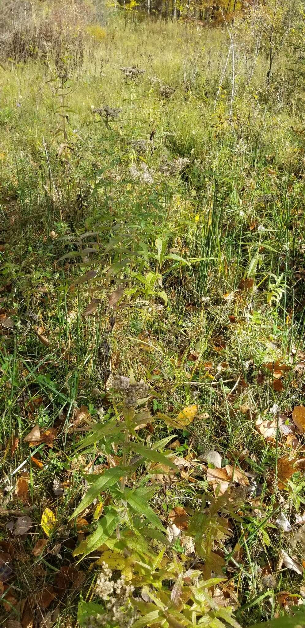 Image of variegated scouringrush