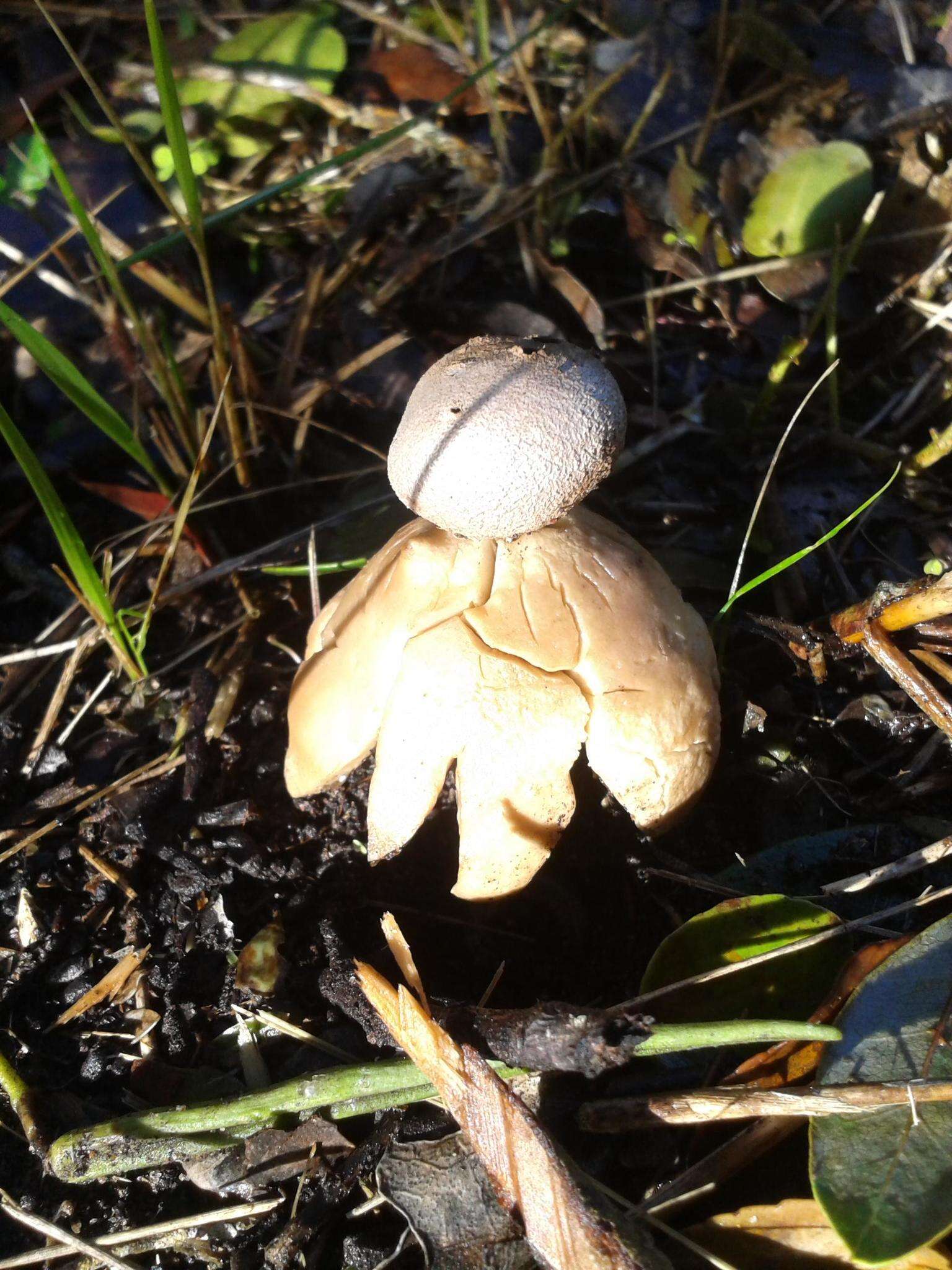 Image of Myriostoma capillisporum (V. J. Stanĕk) Suz, A. M. Ainsw., Baseia & M. P. Martín