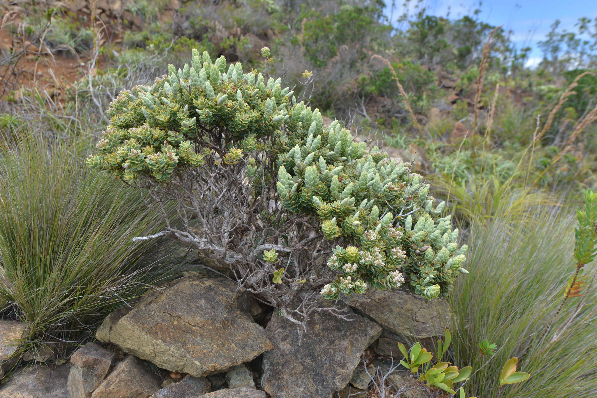 Image de Cyathopsis albicans (Brongn. & Gris) Quinn