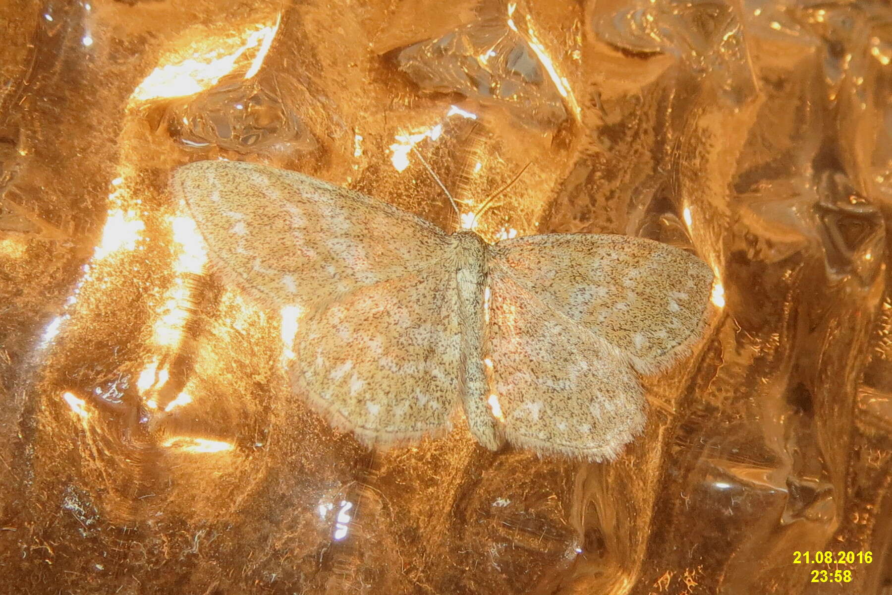 Scopula immorata Linnaeus 1758 resmi