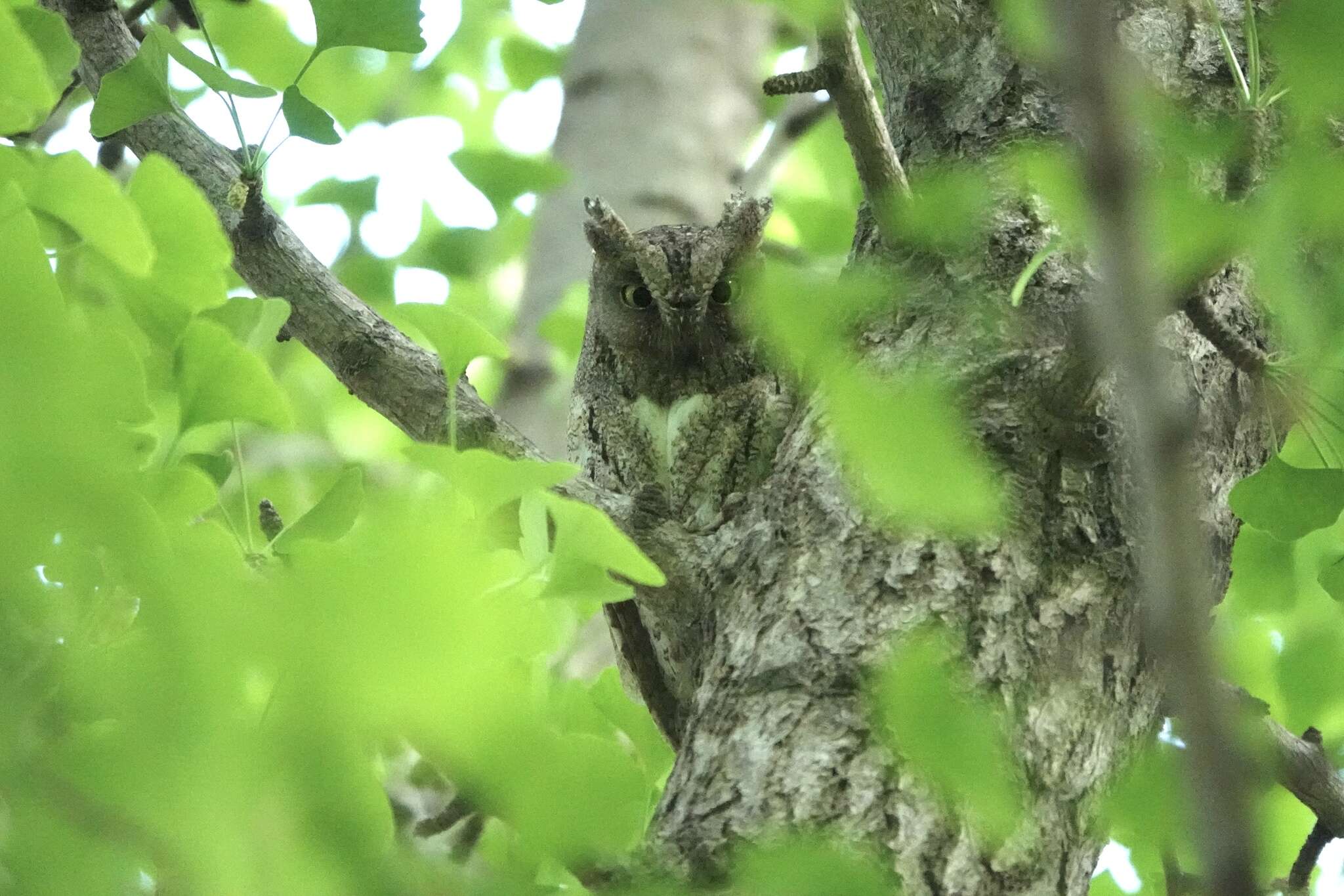 Image of Oriental Scops Owl