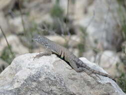 Image de Cophosaurus texanus texanus Troschel 1850