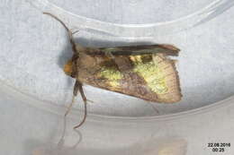 Image of burnished brass