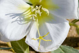 Imagem de Oenothera deltoides Torr. & Frem.