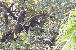 Image of Banded Snake-Eagle