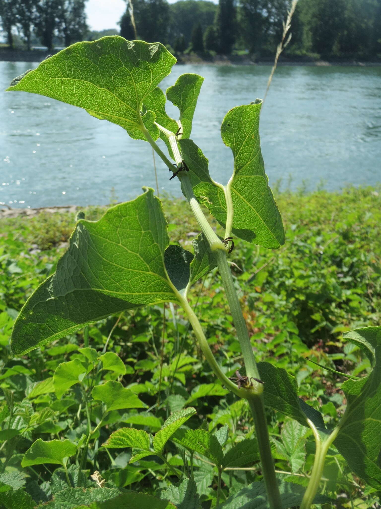 Plancia ëd Aristolochia clematitis L.