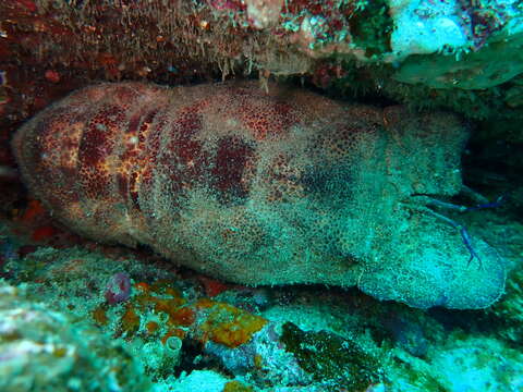 Image of Californian slipper lobster