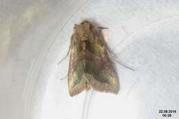 Image of burnished brass