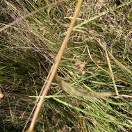 Image of Centaurea nemoralis Jord.