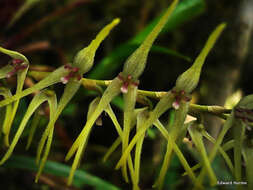 Imagem de Anathallis sclerophylla (Lindl.) Pridgeon & M. W. Chase