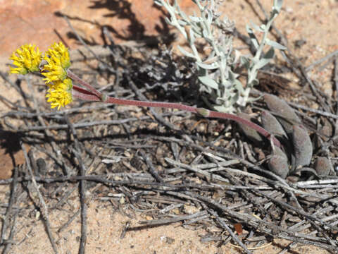 Image of Crassula namaquensis subsp. lutea (Schönl.) Tölken