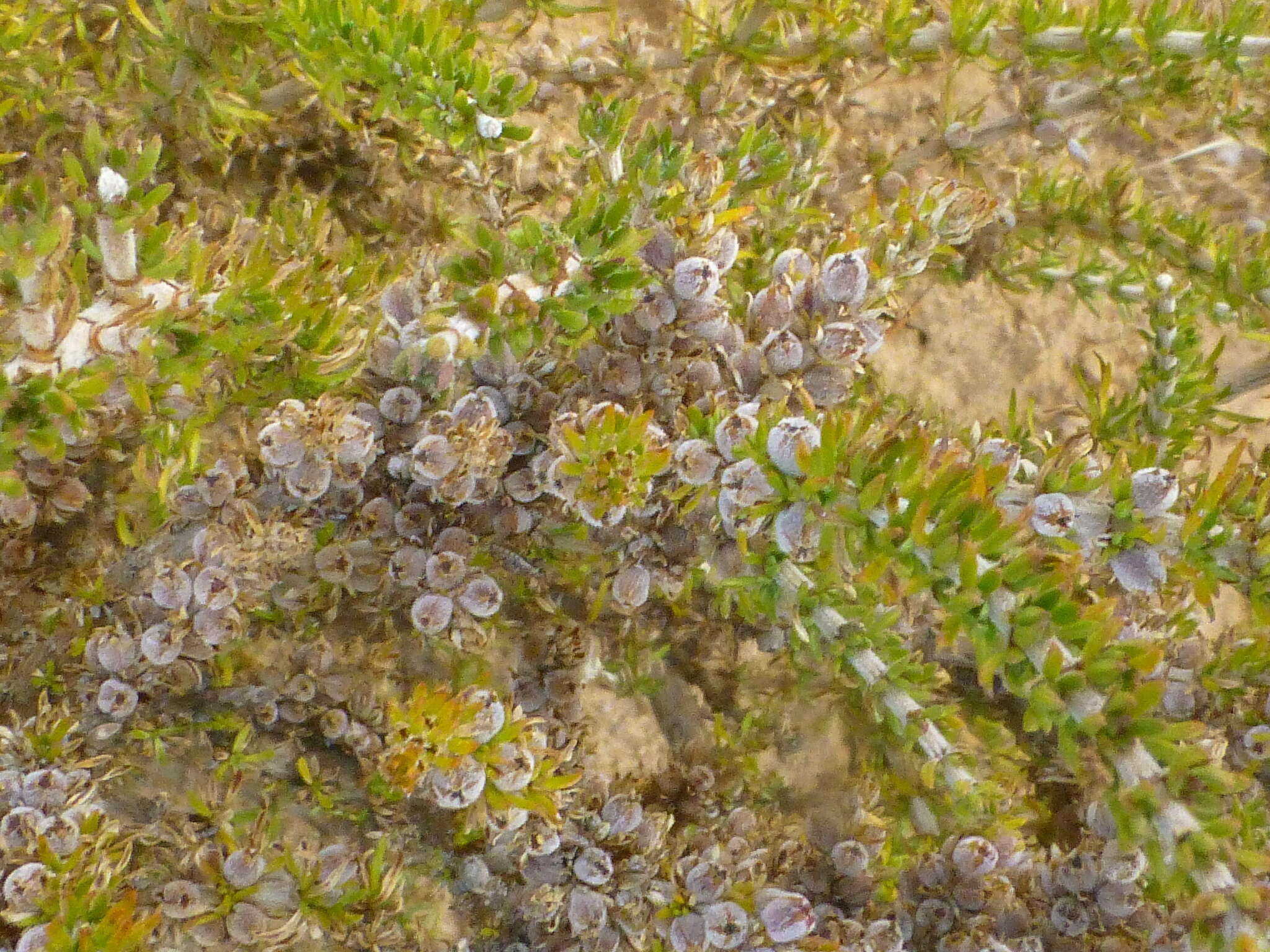 Image of Nenax hirta subsp. hirta