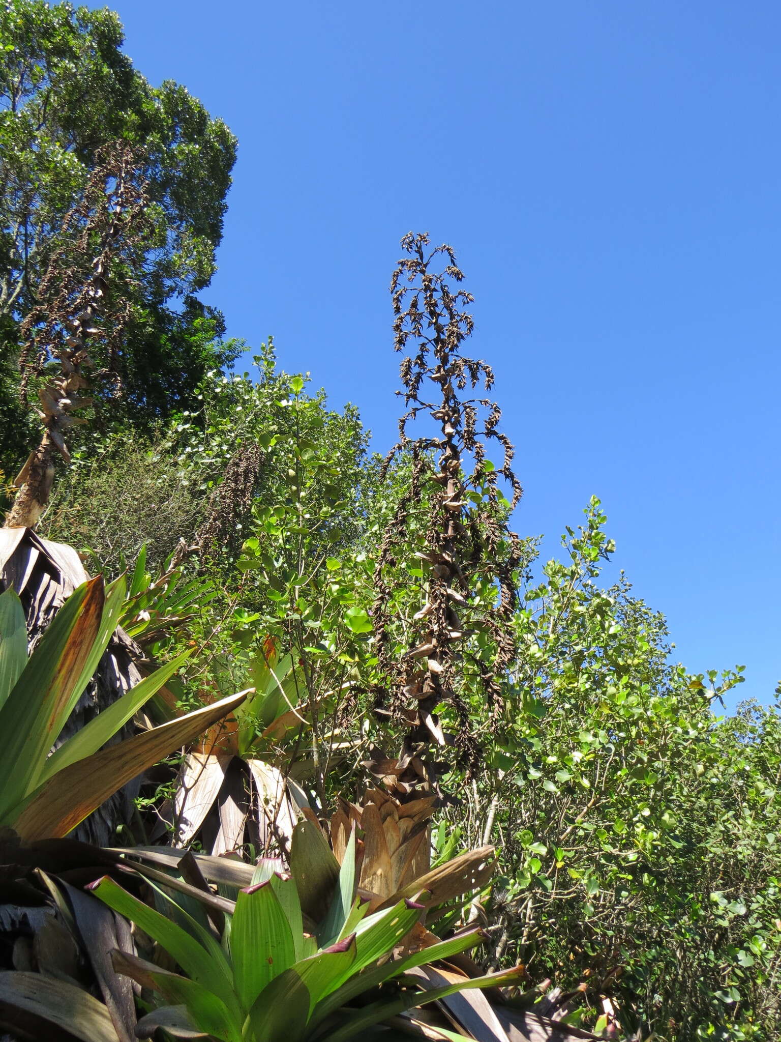 Image of Alcantarea imperialis (Carrière) Harms