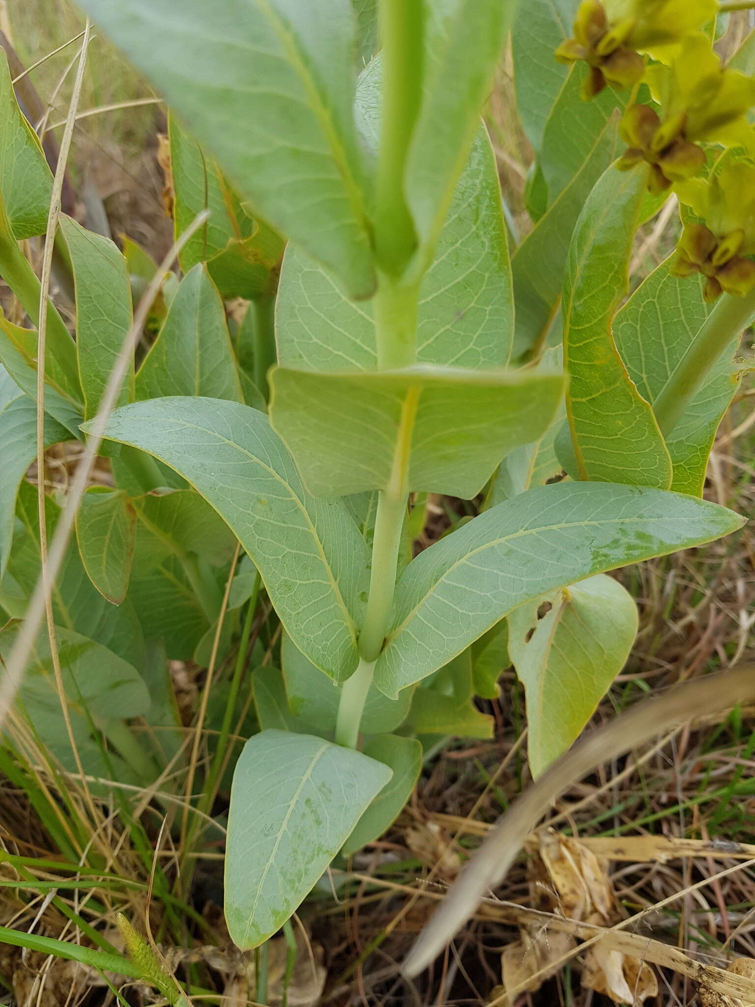 Sivun Asclepias glaucophylla (Schltr.) Schltr. kuva