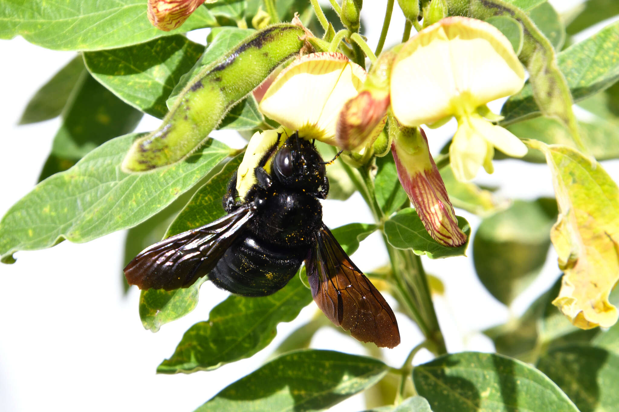 Imagem de Xylocopa mordax Smith 1874