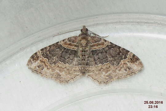 Image of dark-barred twin-spot carpet