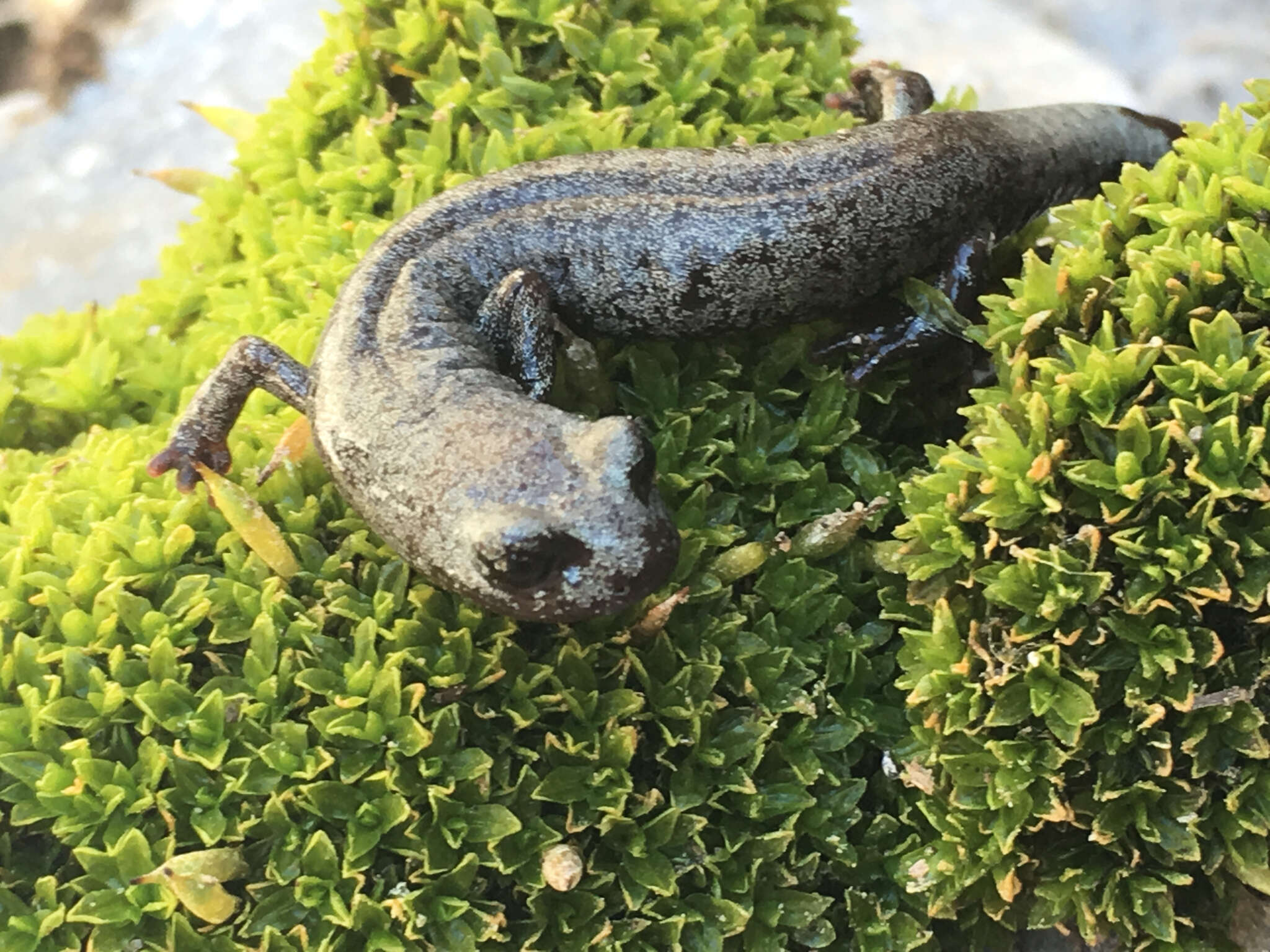 Image of Inyo Mountains Salamander