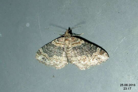 Image of dark-barred twin-spot carpet