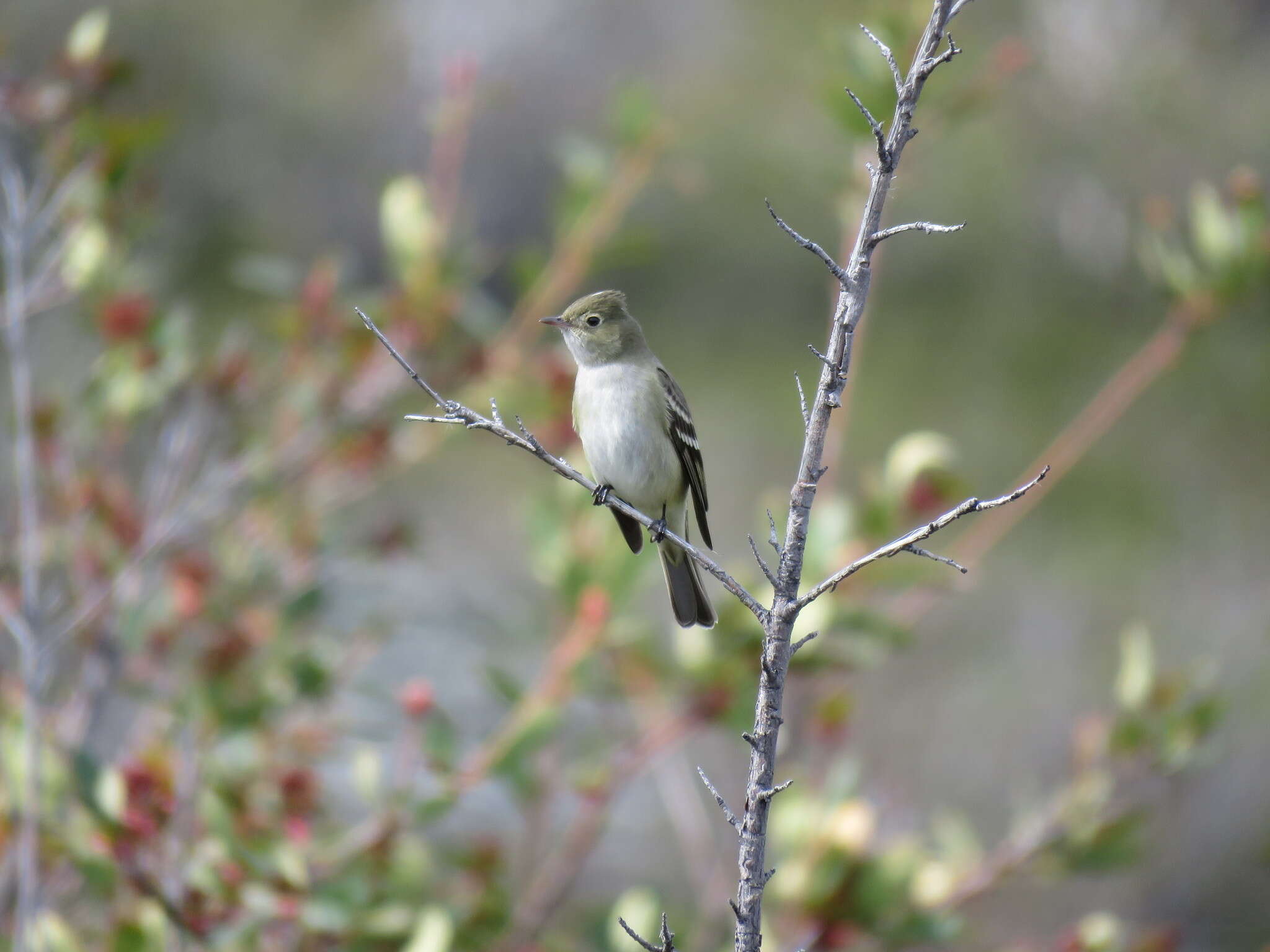 Image of White-crested Elaenia