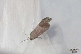 Image of codling moth