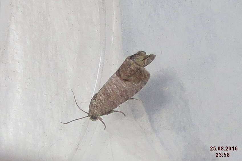 Image of codling moth