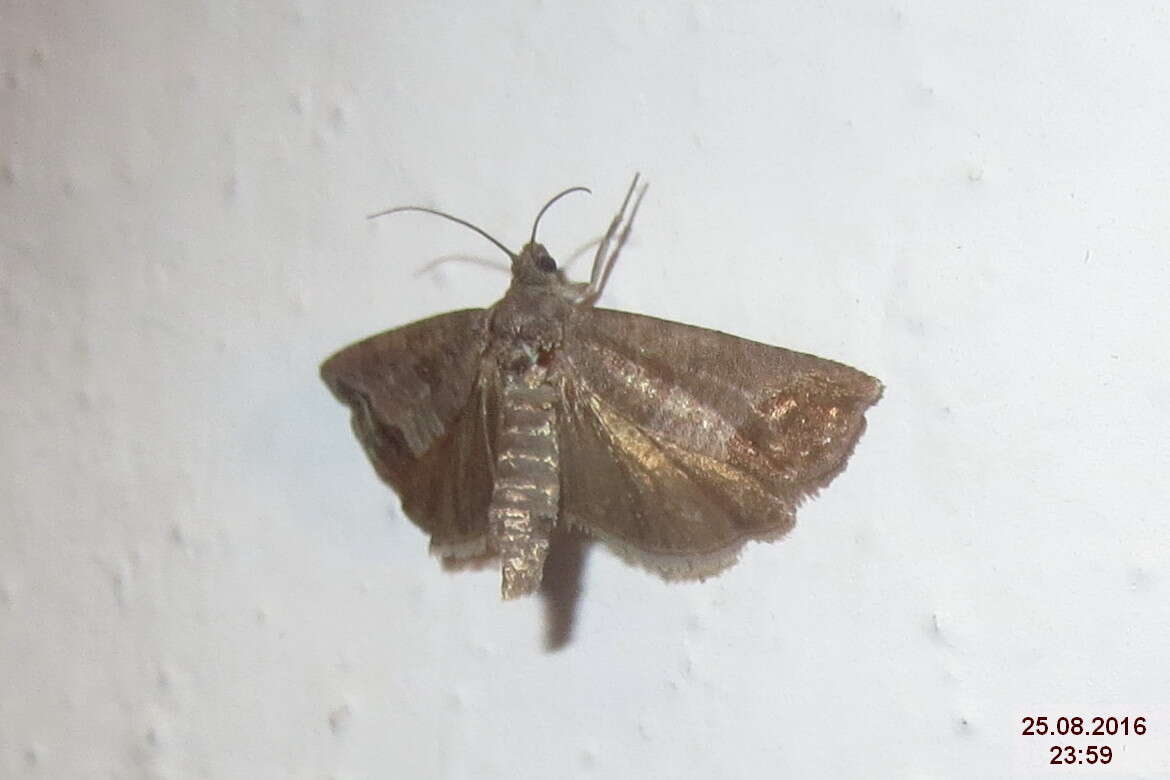 Image of codling moth