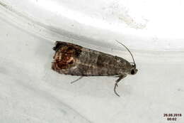 Image of codling moth