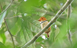 Image of Collared Puffbird