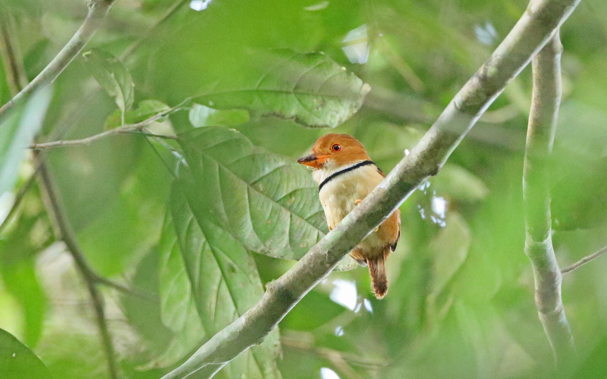 Image of Collared Puffbird