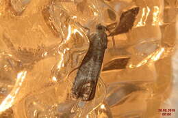 Image of codling moth