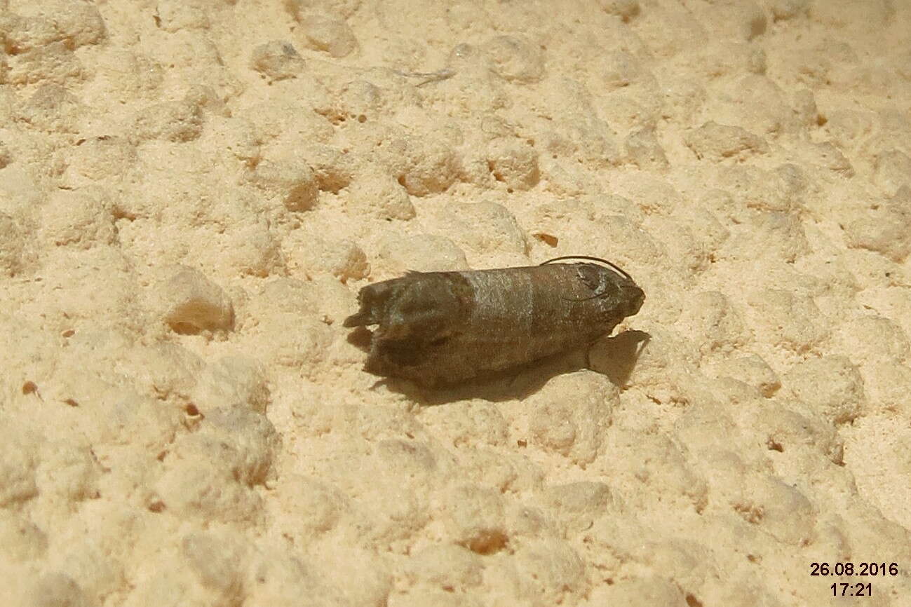 Image of codling moth