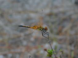 Image of Red-veined Pennant