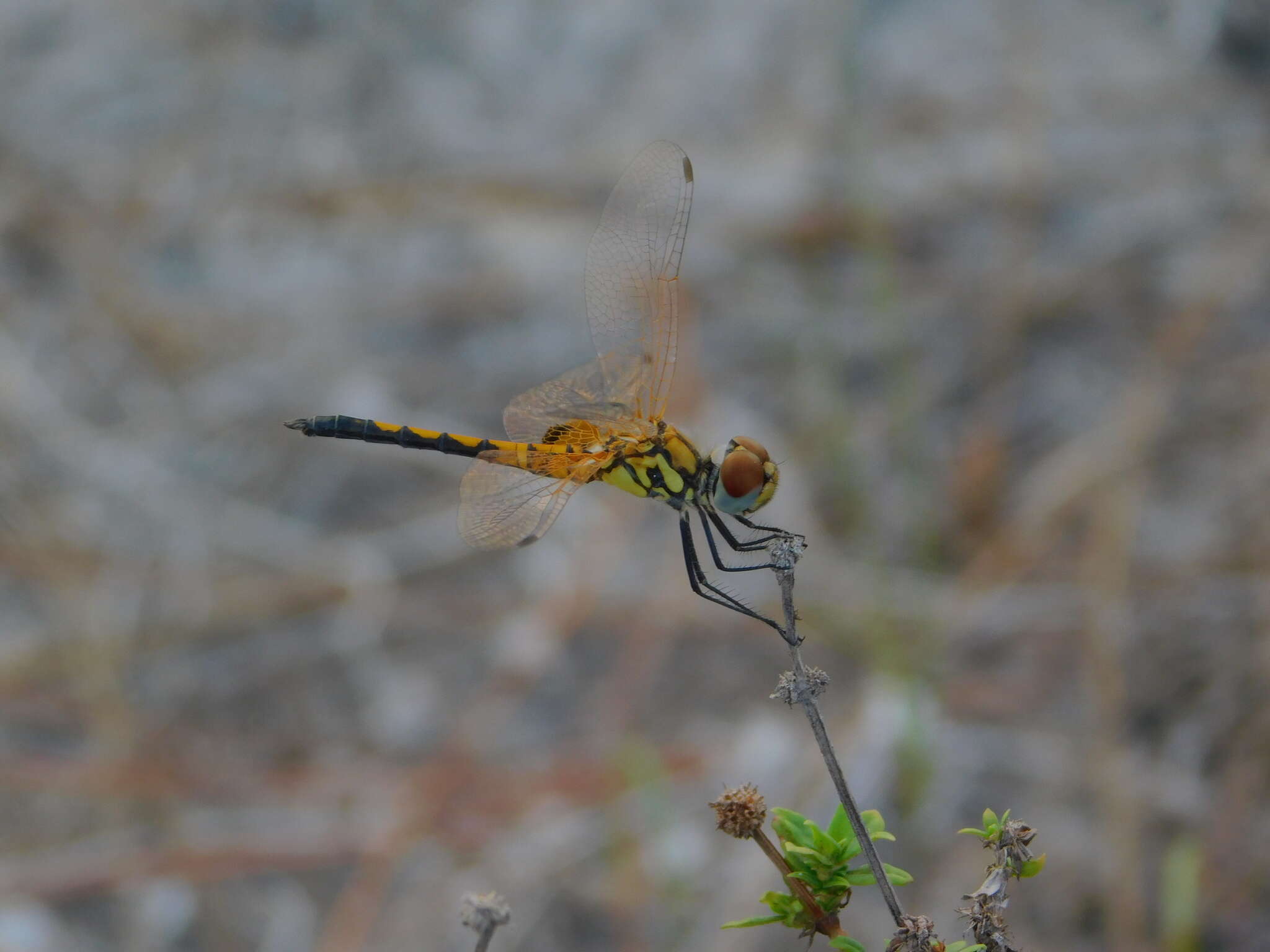 Image of Red-veined Pennant