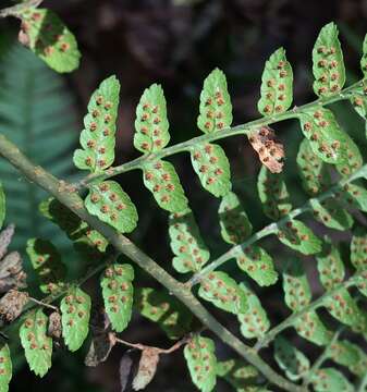 Sivun Dryopteris ludoviciana (Kunze) Small kuva