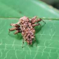 Image of Fringed Jumping Spider