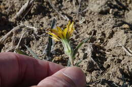 صورة Agoseris parviflora (Nutt.) D. Dietr.