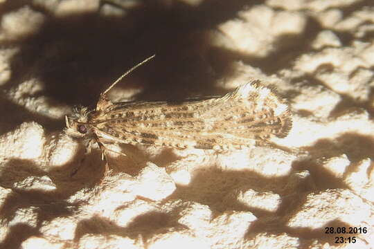 Image of Morophaga choragella (Denis & Schiff. 1775)