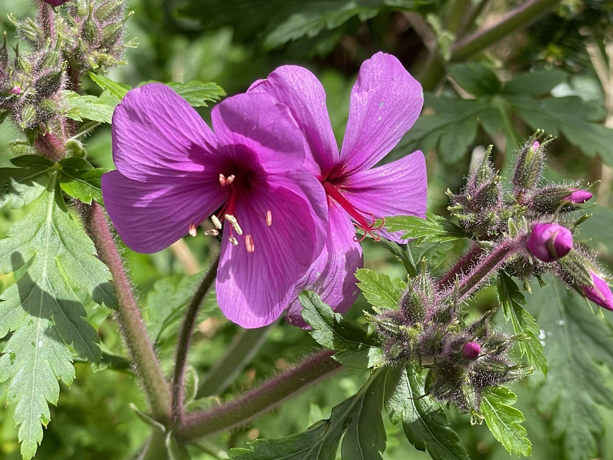 Image of Canary Island geranium