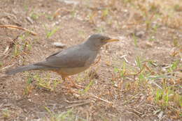 Image of Karoo Thrush