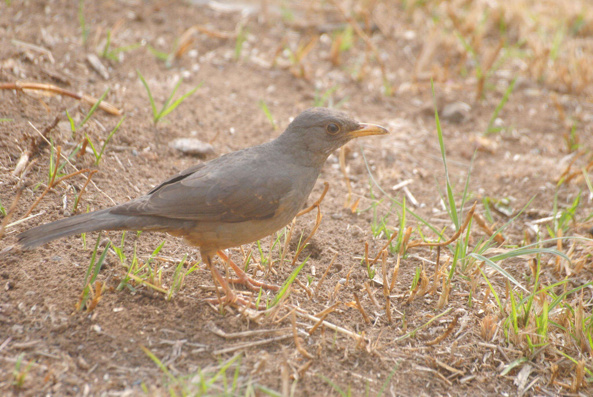 Image of Karoo Thrush