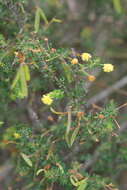 Image of Acacia browniana H. L. Wendl.