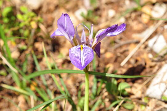 Image of Iris unguicularis subsp. carica (Wern. Schulze) A. P. Davis & Jury