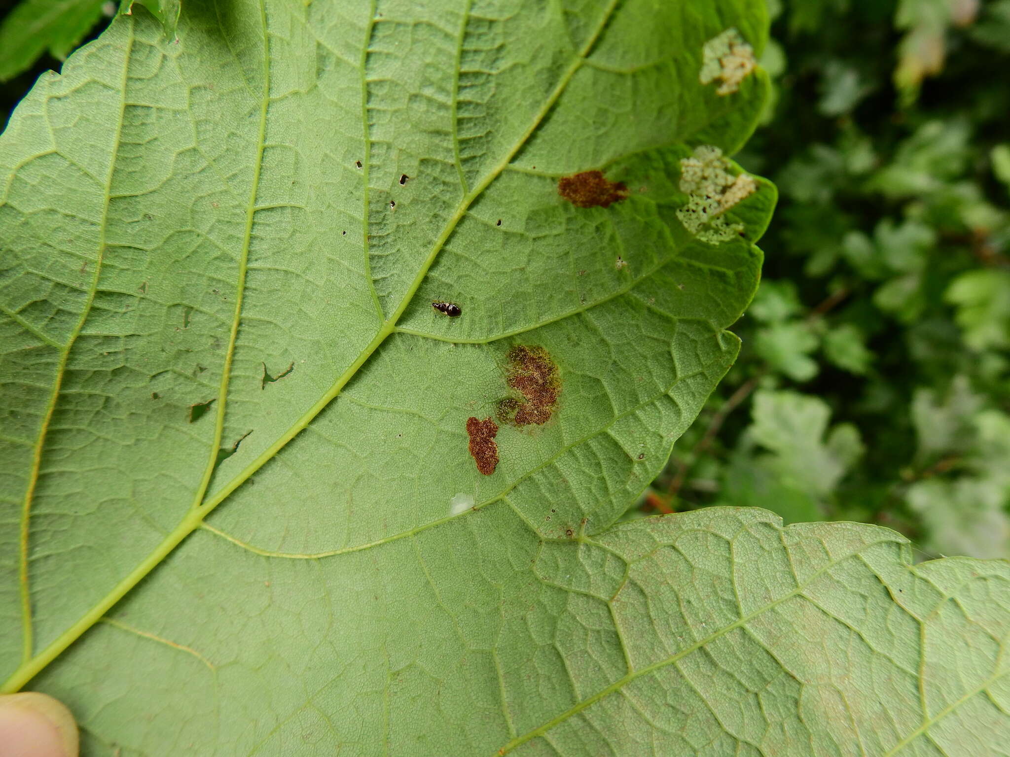 Image of Aceria pseudoplatani