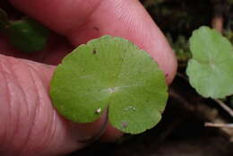 Imagem de Hydrocotyle leucocephala Cham. & Schltdl.