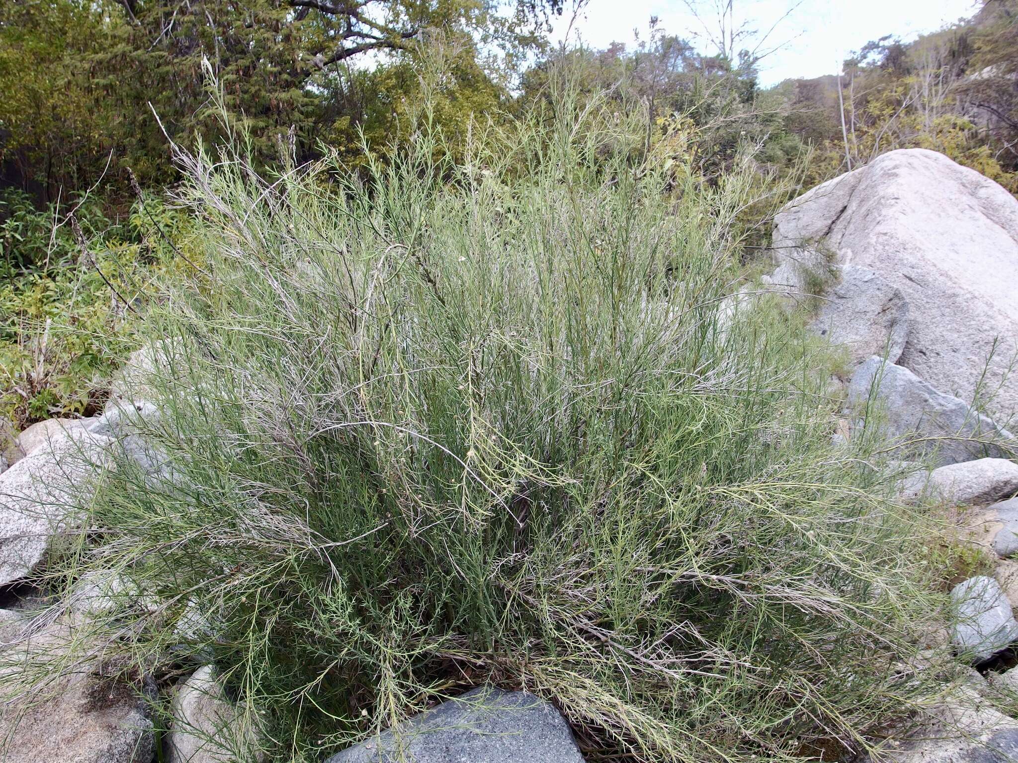 Image of Chloracantha spinosissima (Brandegee) Nesom